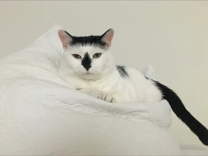 Vinegar Hill Veterinary Group- Brooklyn Heights 6