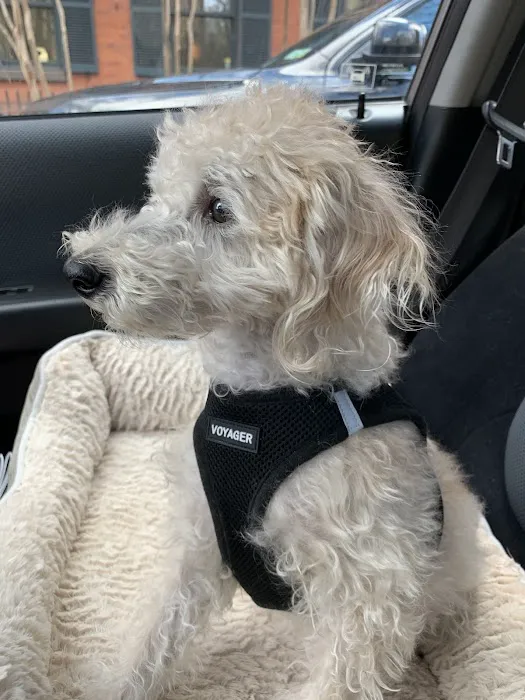 Vinegar Hill Veterinary Group- Brooklyn Heights 7