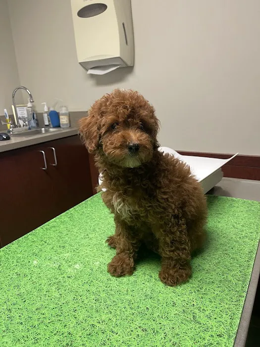 Vinegar Hill Veterinary Group- Dumbo 2