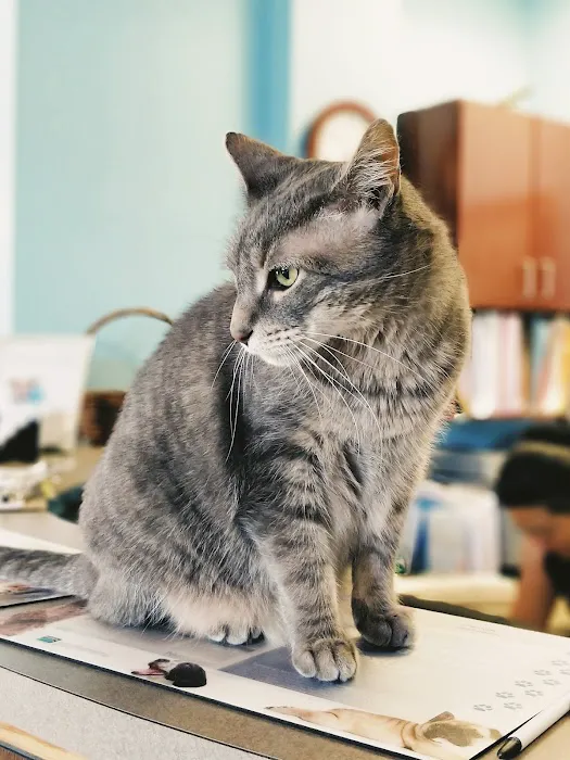 Vinegar Hill Veterinary Group- Dumbo 1