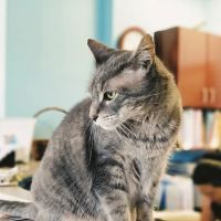 Vinegar Hill Veterinary Group- Dumbo ico