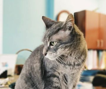 Vinegar Hill Veterinary Group- Dumbo
