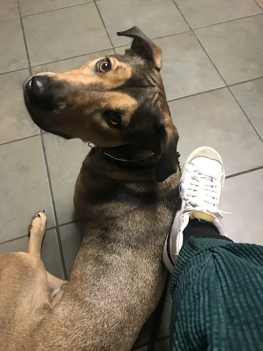 Vinegar Hill Veterinary Group- Dumbo 6