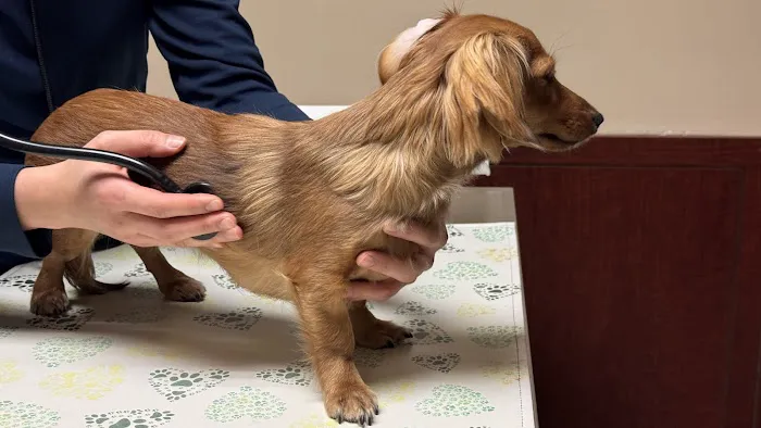 Vinegar Hill Veterinary Group- Dumbo 4