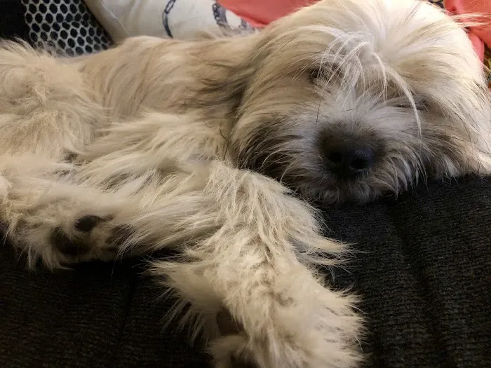 The Humane Society of New York 1