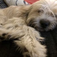The Humane Society of New York ico
