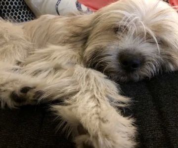 The Humane Society of New York