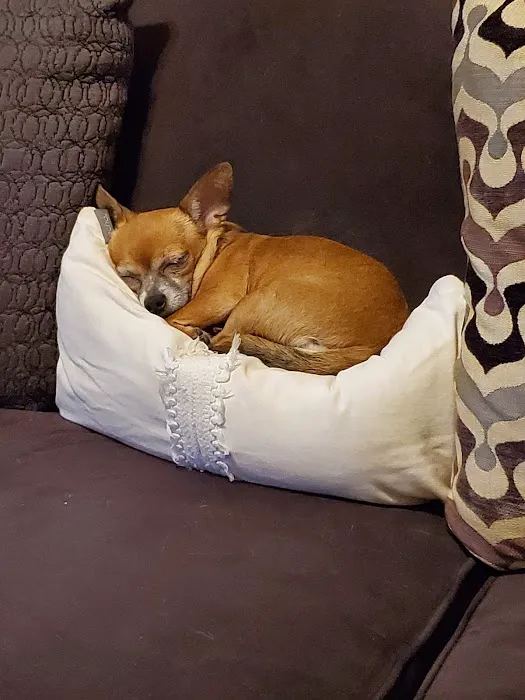 The Humane Society of New York 4