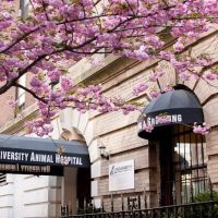 University Animal Hospital ico