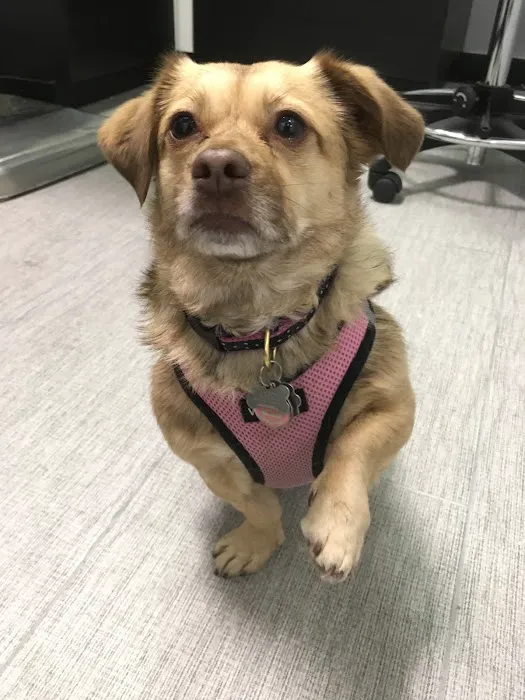York Veterinary Center 7