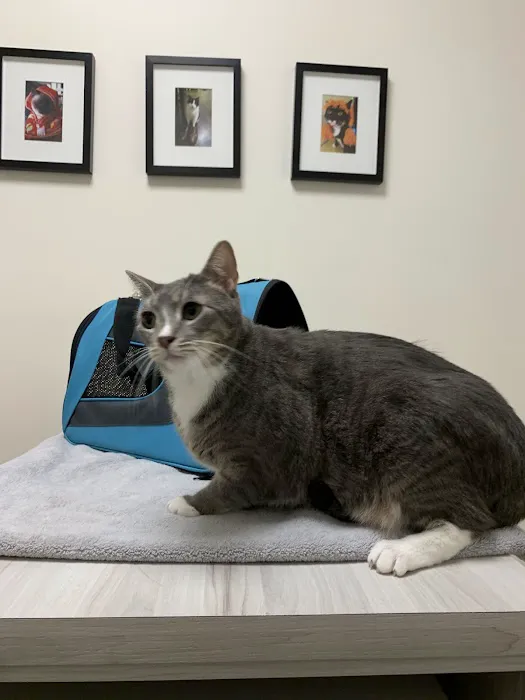 VCA Park East Animal Hospital 3