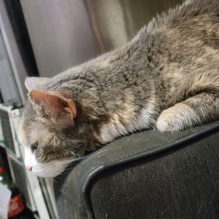 VCA Park East Animal Hospital 2