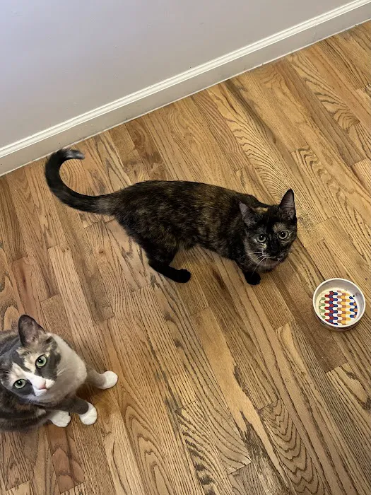 Pearly Bites Veterinary 12