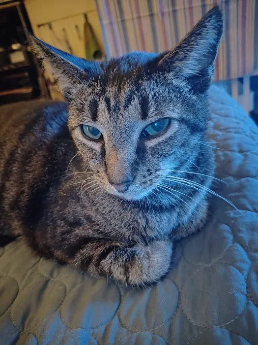Pearly Bites Veterinary 12