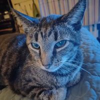 Pearly Bites Veterinary ico