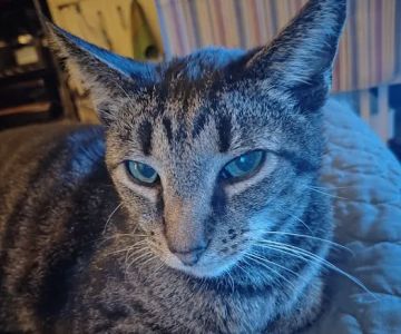Pearly Bites Veterinary