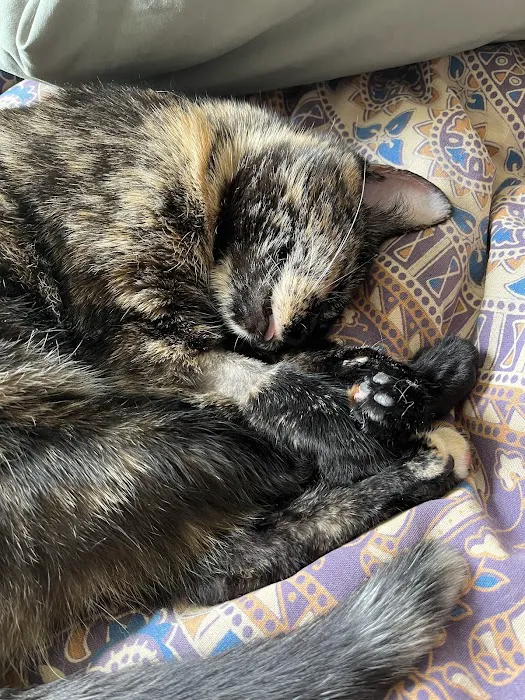 Pearly Bites Veterinary 12