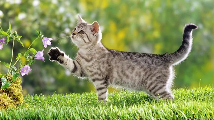 The Cat Practice 1