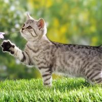 The Cat Practice ico