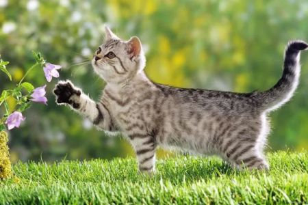 The Cat Practice