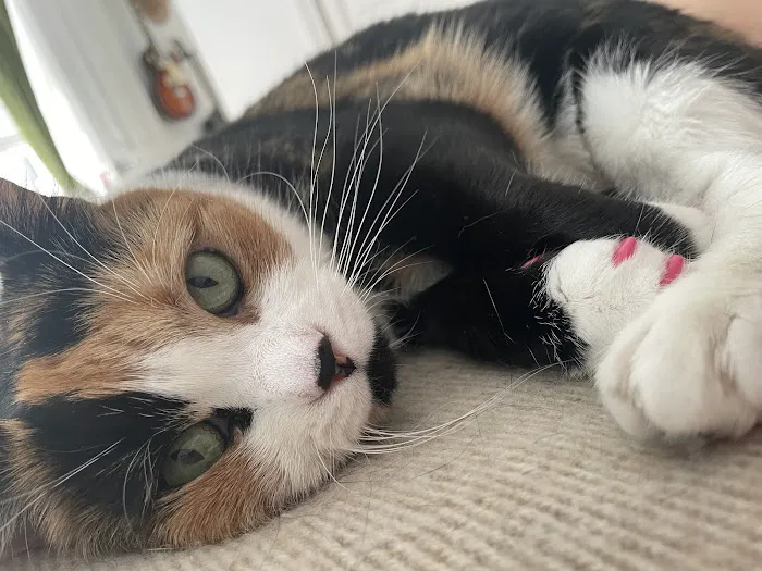 The Cat Practice 7