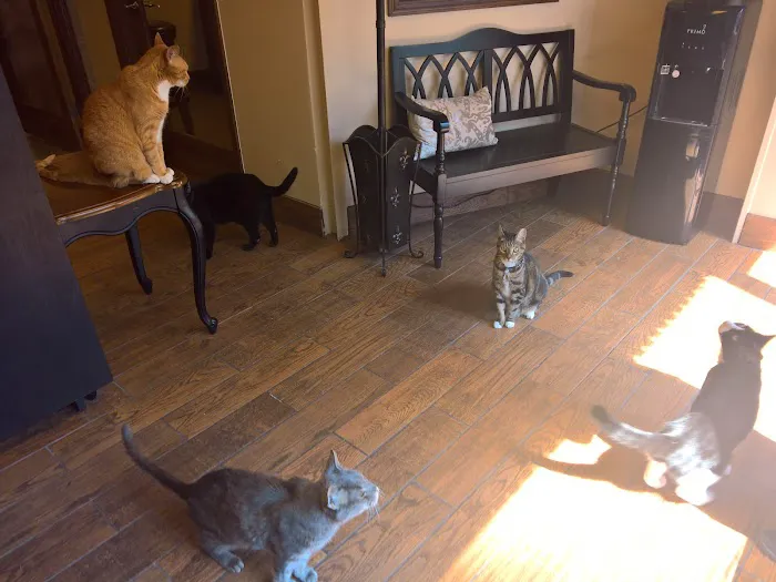 The Cat Practice 9