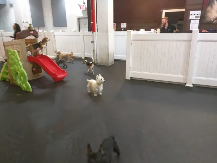 My Pets Wellness — Chelsea 12