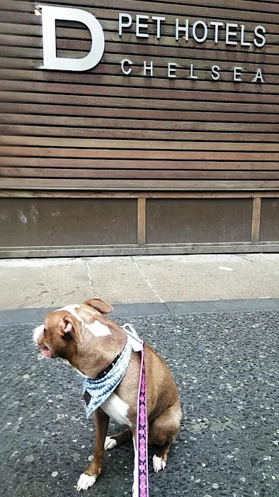 My Pets Wellness — Chelsea 12