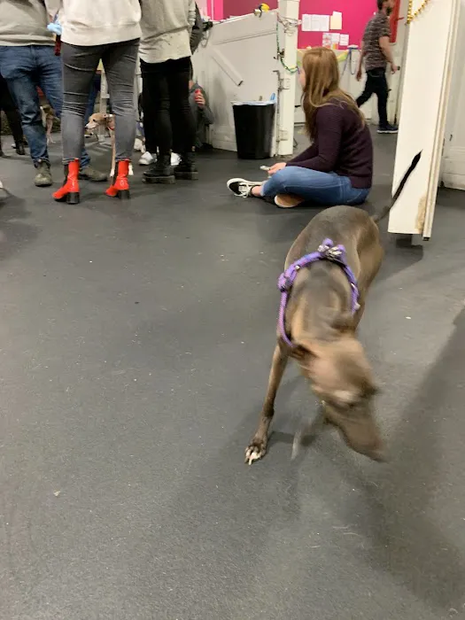 My Pets Wellness — Chelsea 12