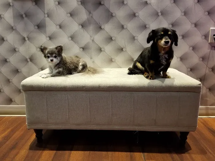 My Pets Wellness — Chelsea 12