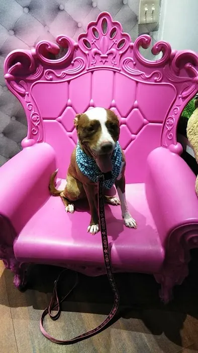 My Pets Wellness — Chelsea 12