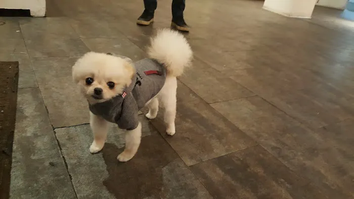 My Pets Wellness — Chelsea 12
