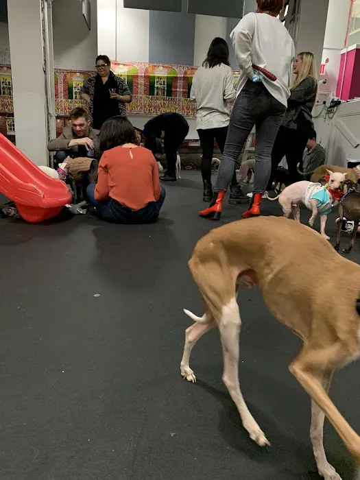 My Pets Wellness — Chelsea 12