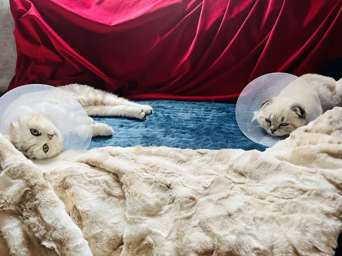 Greenwich Village Animal Hospital 1