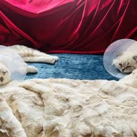 Greenwich Village Animal Hospital ico