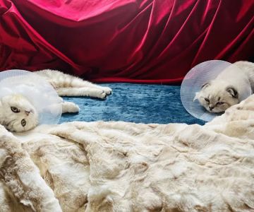 Greenwich Village Animal Hospital