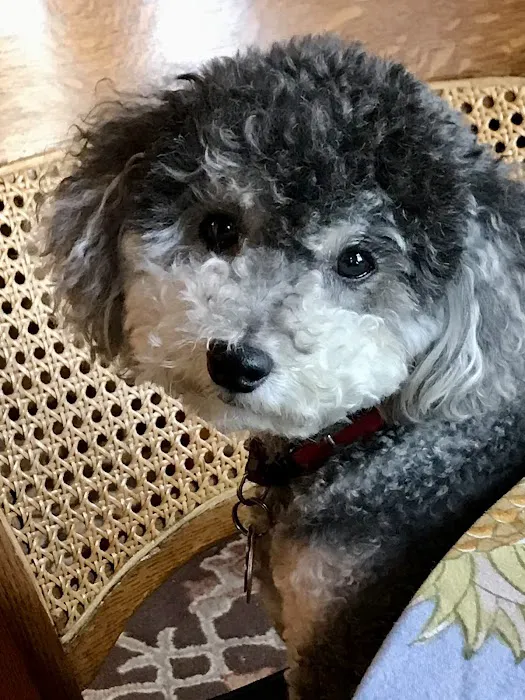 Greenwich Village Animal Hospital 6