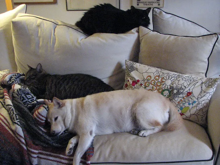 Greenwich Village Animal Hospital 9