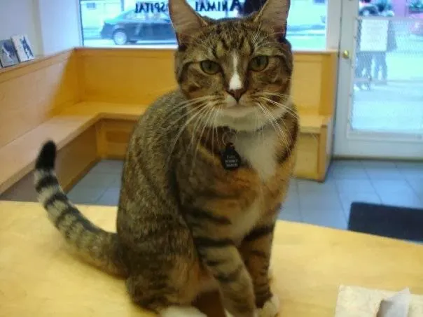 Greenwich Village Animal Hospital 7