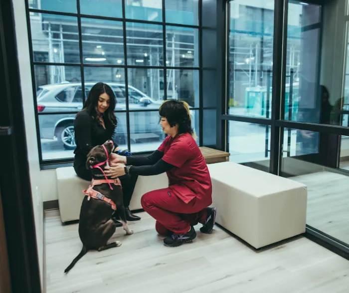 Pure Paws Veterinary Care of Hudson Square 12