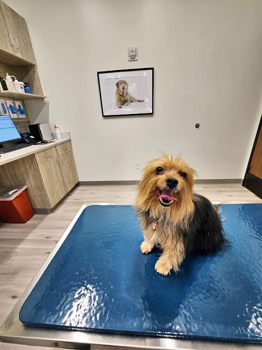 Pure Paws Veterinary Care of Hudson Square 12
