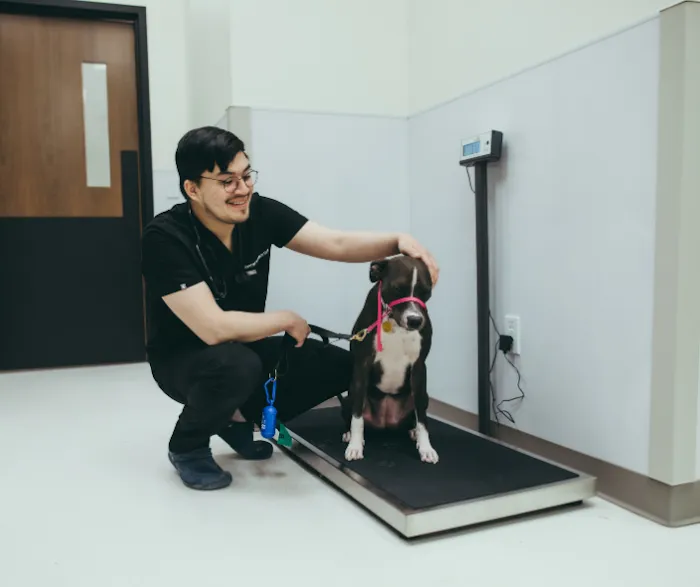 Pure Paws Veterinary Care of Hudson Square 12