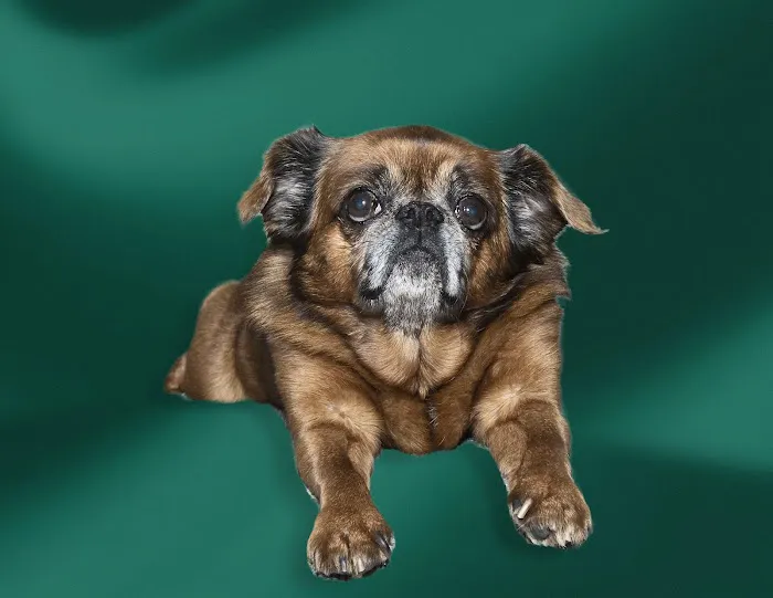 West Village Veterinary Hospital 12