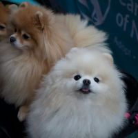 Reade Street Animal Hospital, A Thrive Pet Healthcare Partner ico