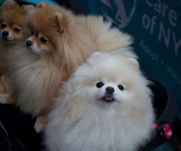 Reade Street Animal Hospital, A Thrive Pet Healthcare Partner
