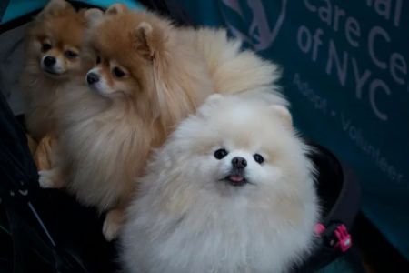 Reade Street Animal Hospital, A Thrive Pet Healthcare Partner