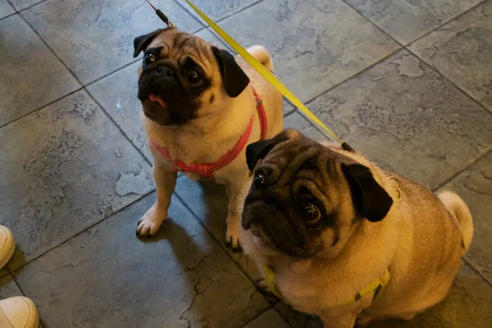 Reade Street Animal Hospital, A Thrive Pet Healthcare Partner 5