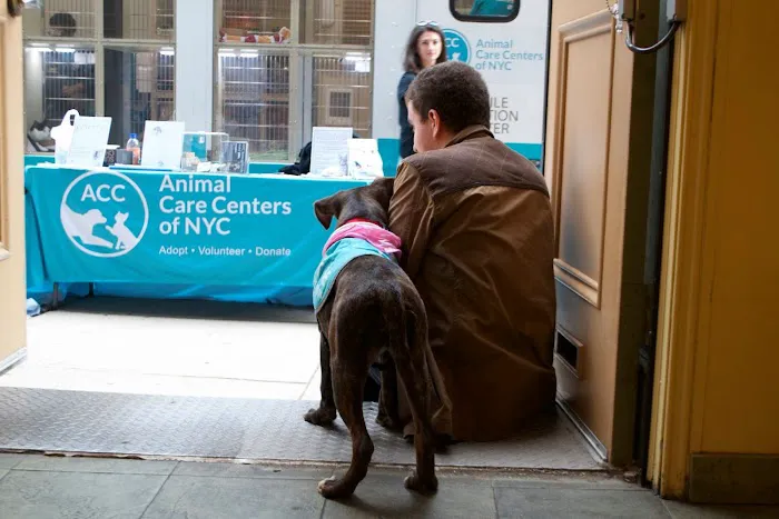 Reade Street Animal Hospital, A Thrive Pet Healthcare Partner 3