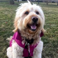 Tribeca Veterinary Dentistry ico