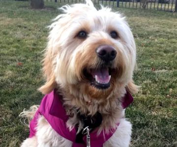 Tribeca Veterinary Dentistry